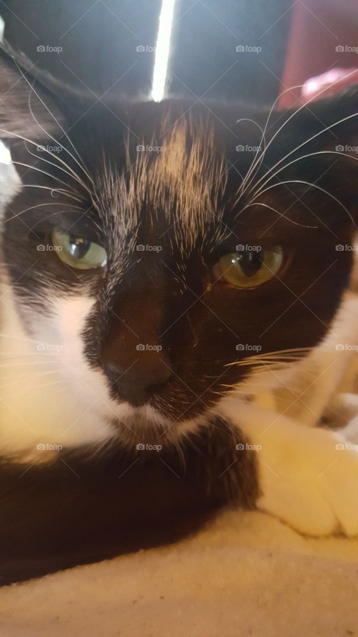 Cat, Portrait, Cute, Eye, One
