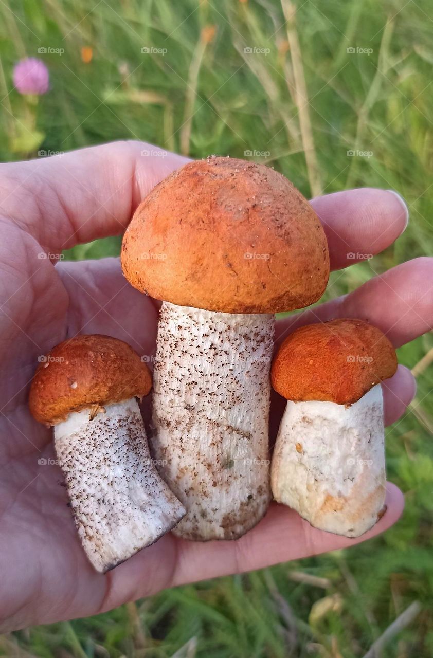 orange cap boletus tasty summer food