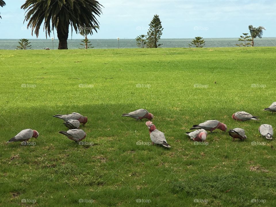 Birds, wild pink Galahs feeding in green grass Oceanside, in south Australia 