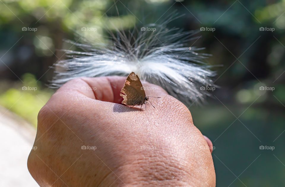 Brown Butterfly on the hand holding the Stamen white.