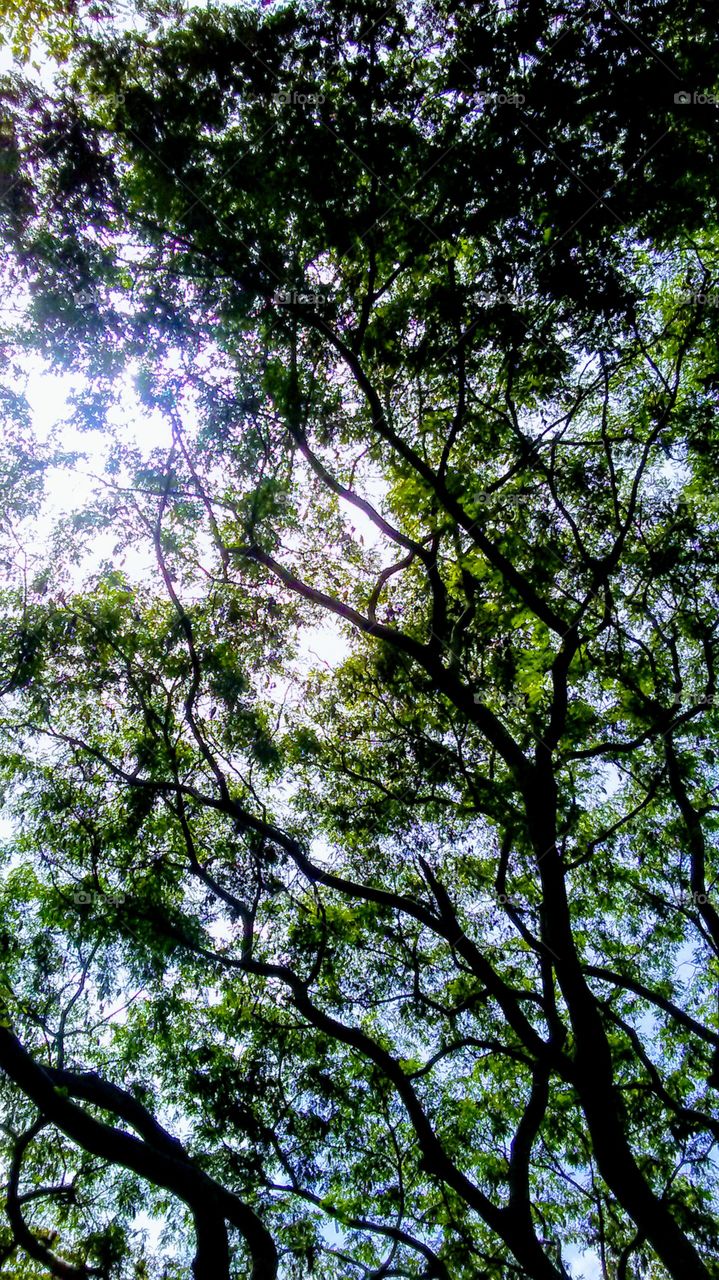 Looking up through the leafy canopy.