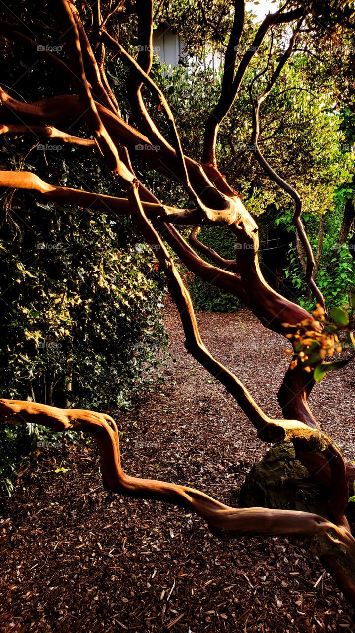 I Love the Wood on the Manzanita tree