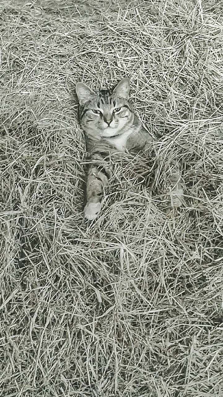 playful Kitty in hay