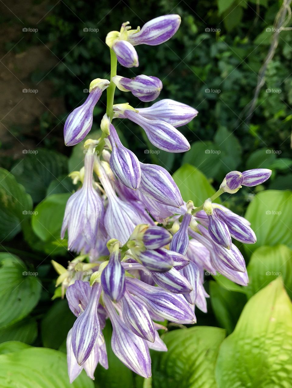 Purple and White Flower