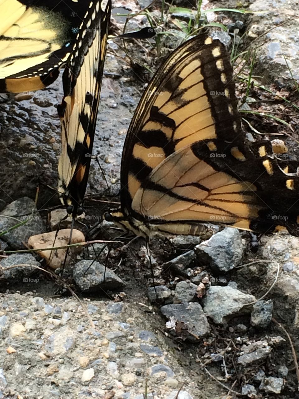 Butterflies . Hiking along a river and found these amazing butterflies gathering. 