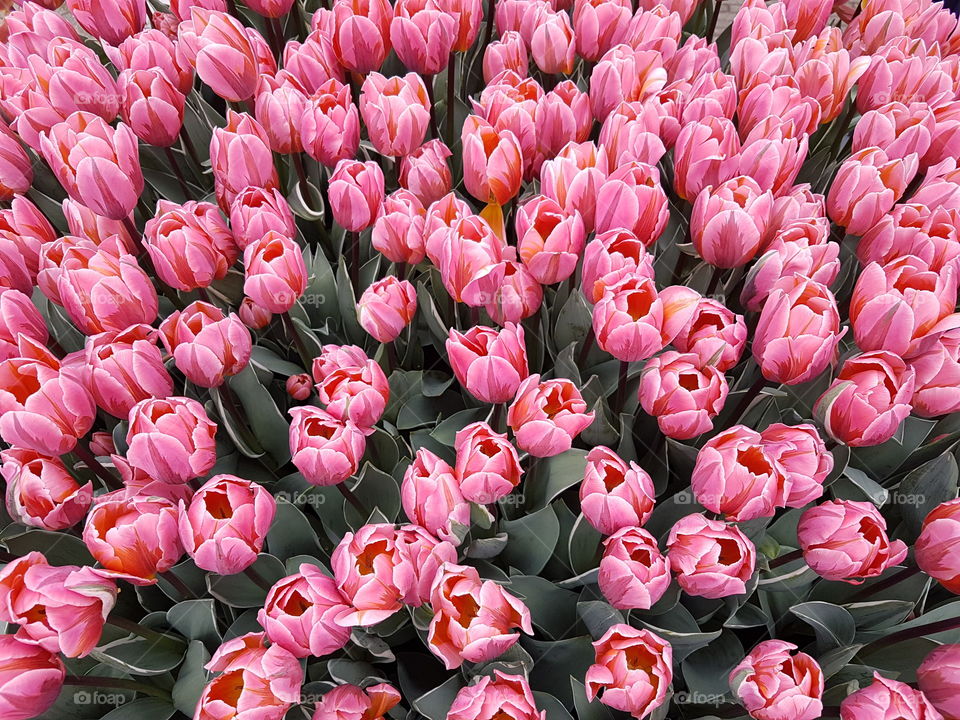 Tulips