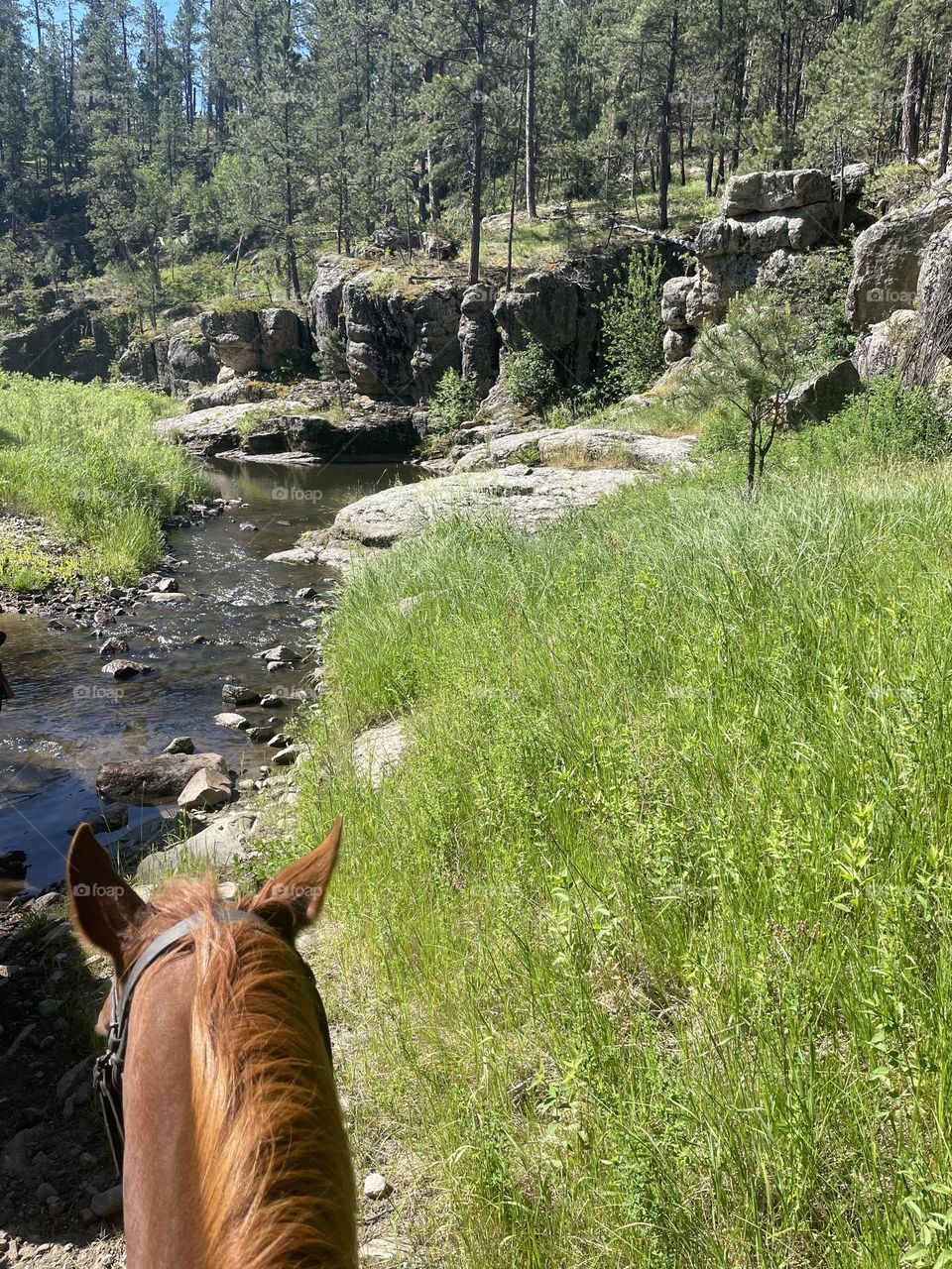 View from back of brown horse trail ride