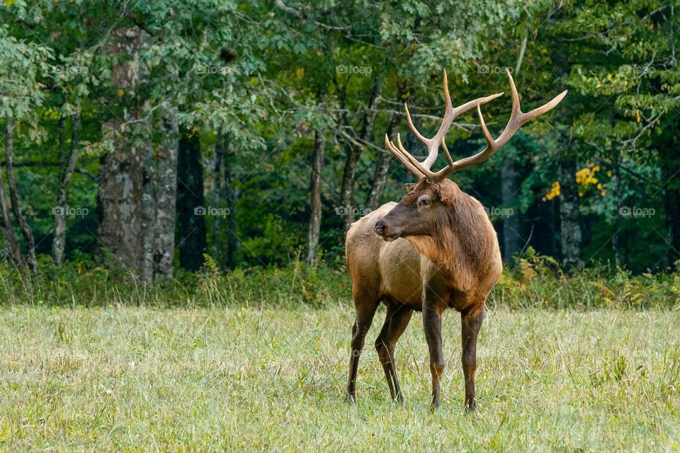 Beautiful brown colour deer