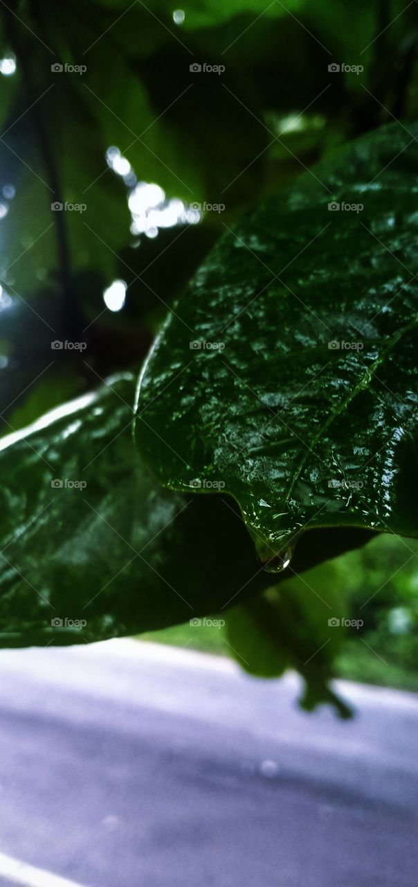 rain drop