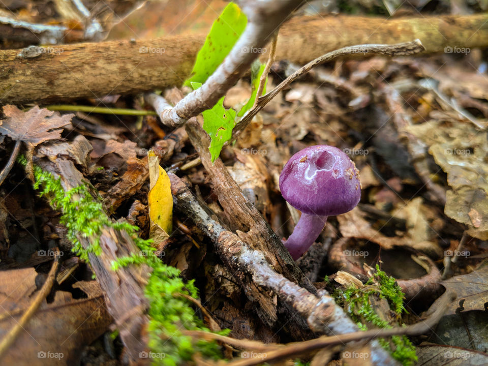 purple mushroom