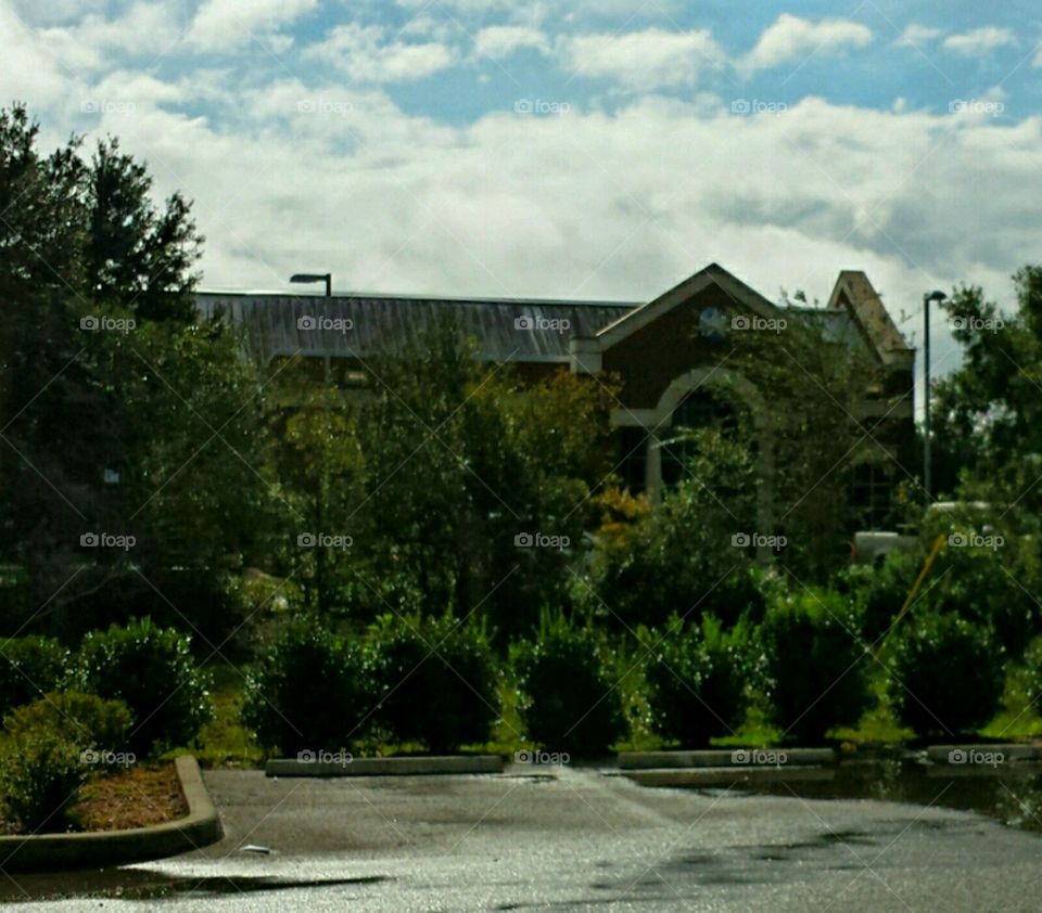 tree line. around town