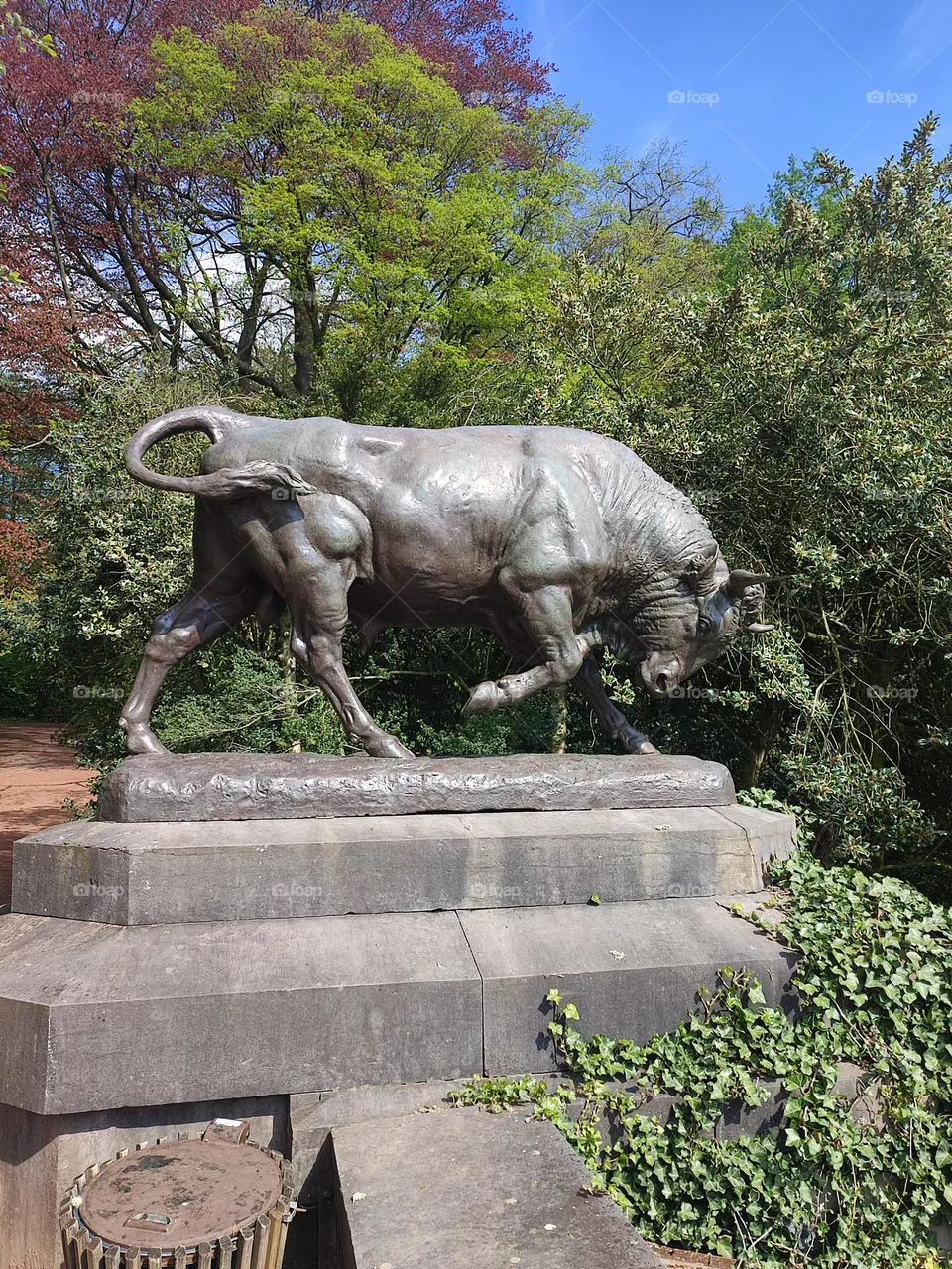 bull, posture