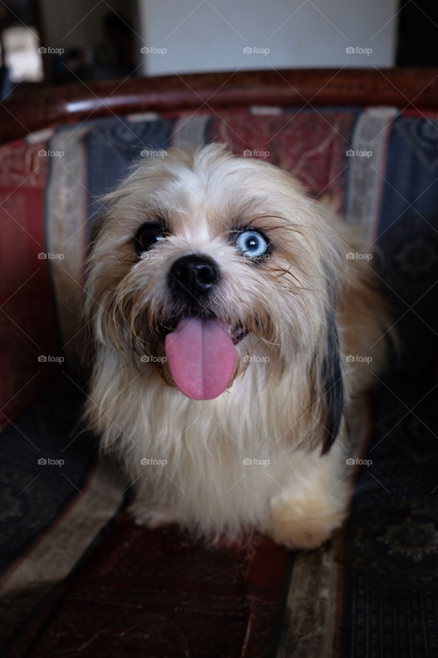 perro con ojos azul y negro, lanudo, pequeño y que da curiosidad además es perfecto para halloween