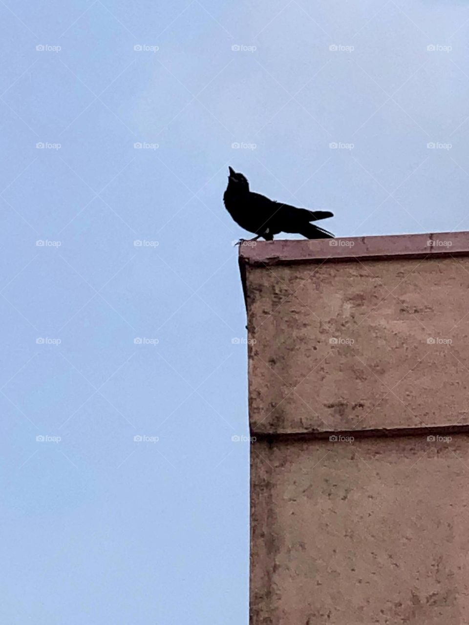 One black crow 