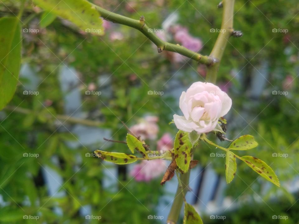 Tiny Pale Pink Rose
