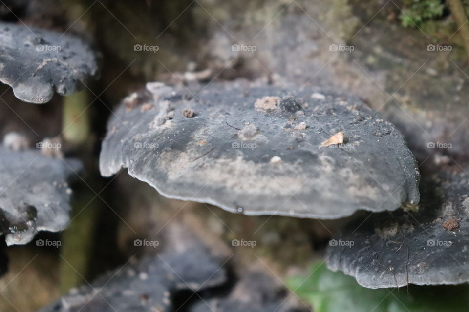 black mushroom