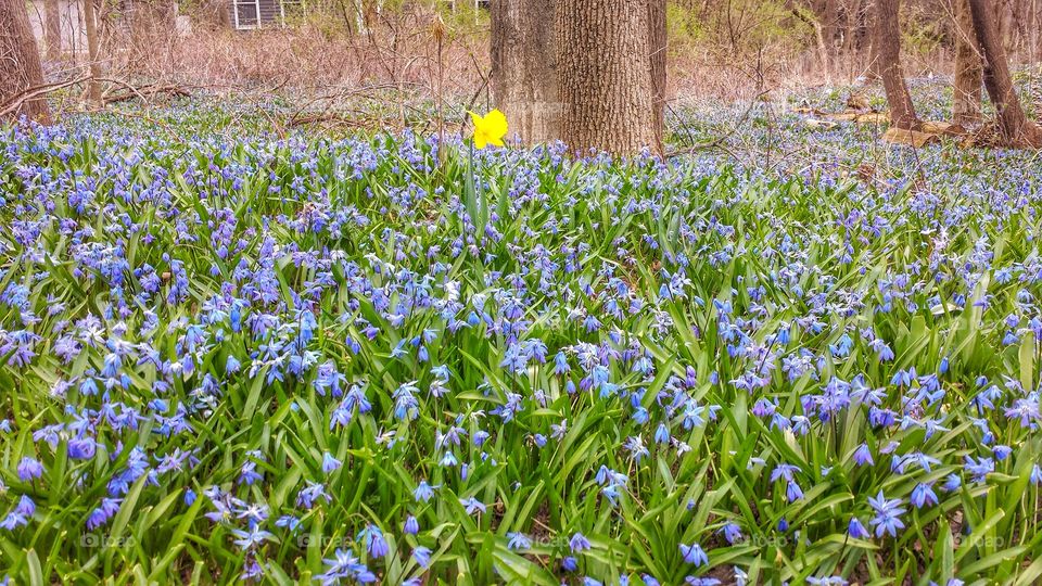 Single Daffodil