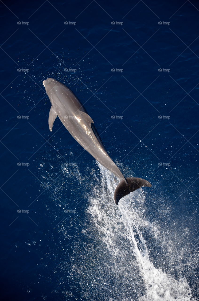 Dolphin jumping in the water.