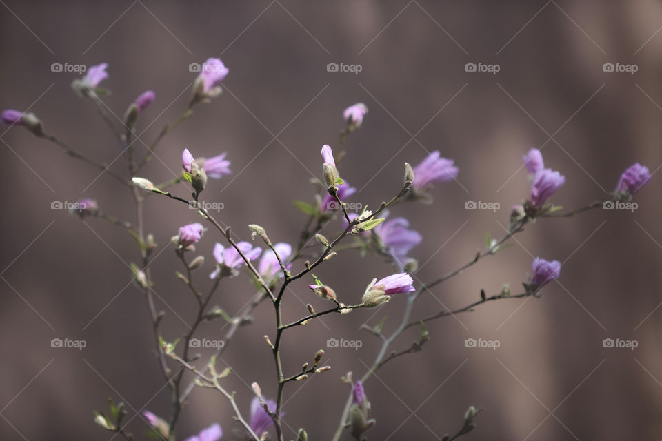 Pink magnolia