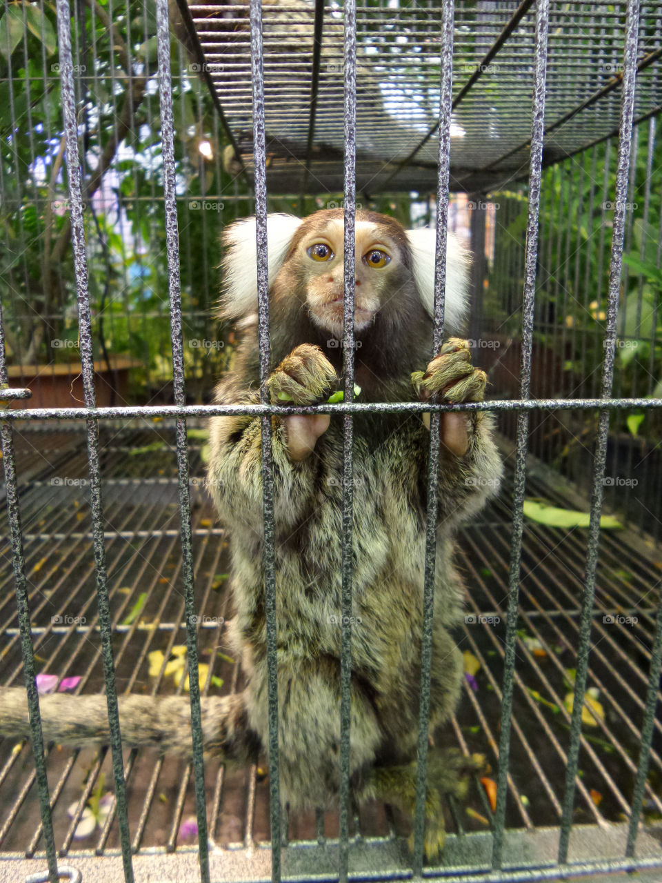Captive monkey. The monkeys were imprisoned lack of independence