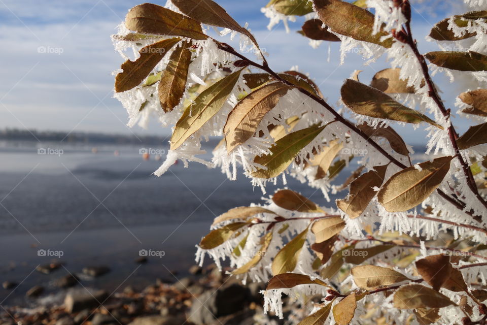 Winter tree branches