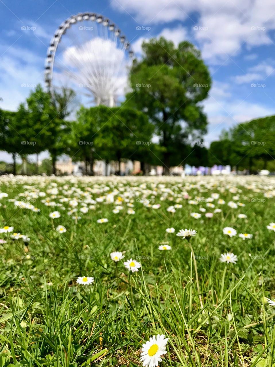 Paris in the spring: a view of the observation wheel from the lawn with blooming daisies