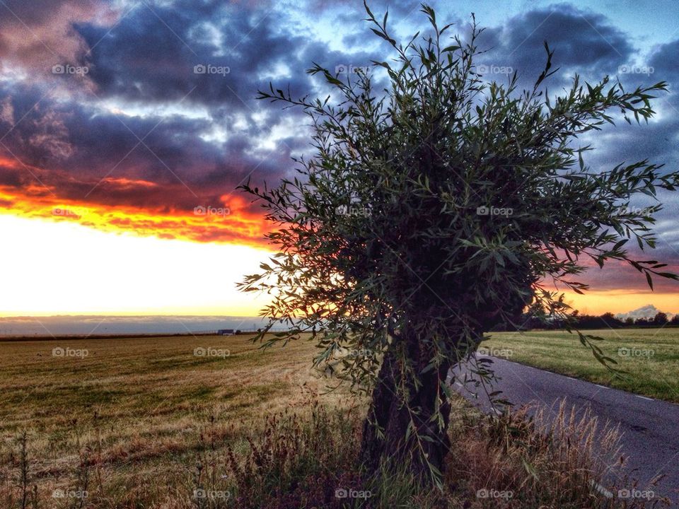 Willow tree in dusk