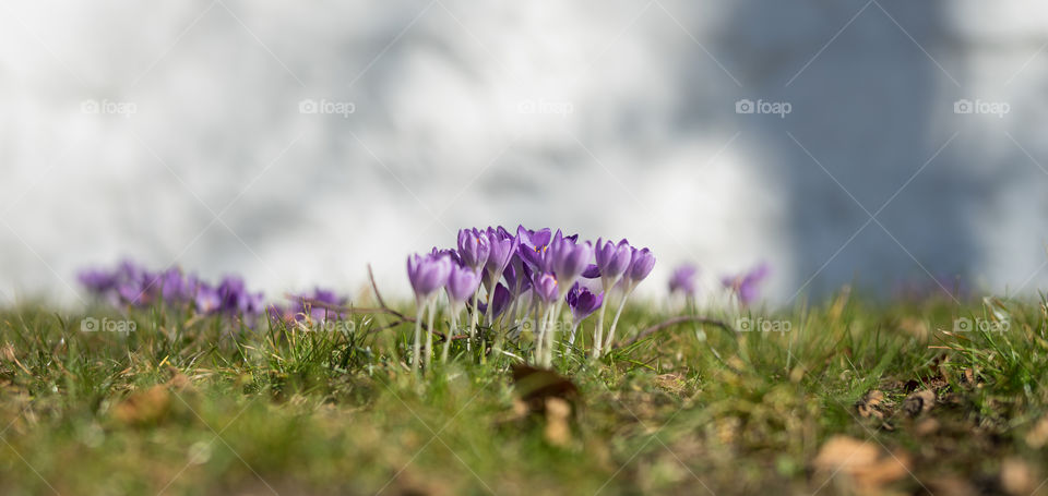 Spring Flowers