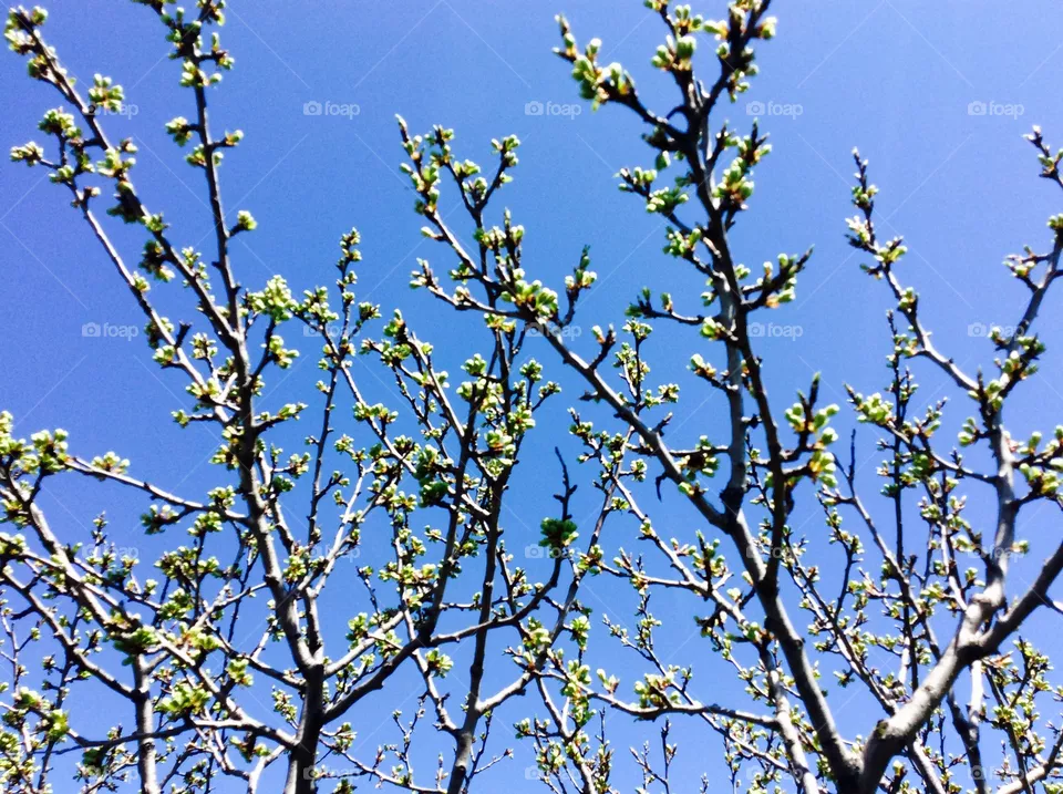 Plum tree 