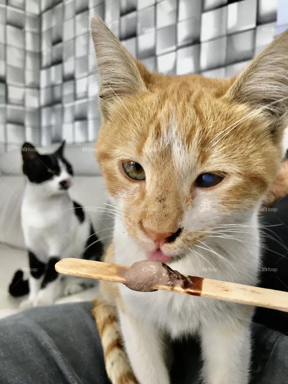 Ice cream cat