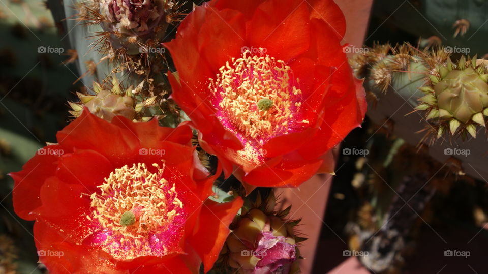 Cactus flower