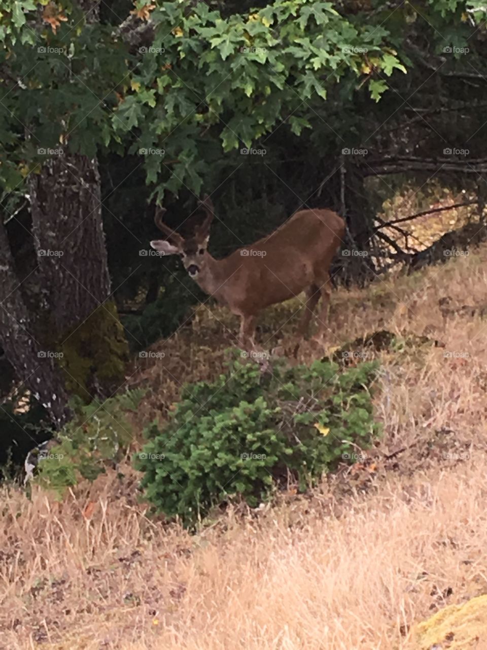 Deer on a hillside