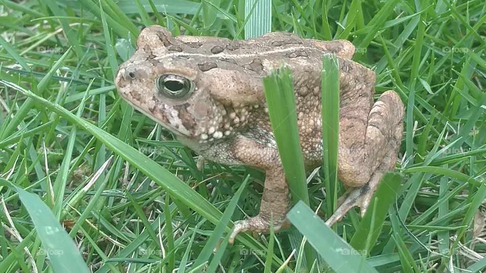 Grass, Nature, Animal, Wildlife, Outdoors