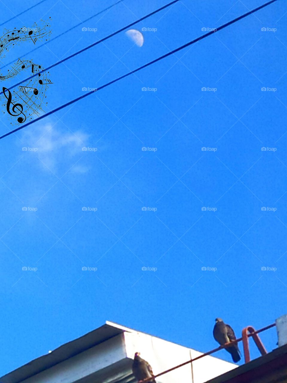 Moonlight Sonata in nature.  Two pigeons on the roof of the house, above the pigeon and the wires in which there is a crescent.  The wires and the crescent are like notes