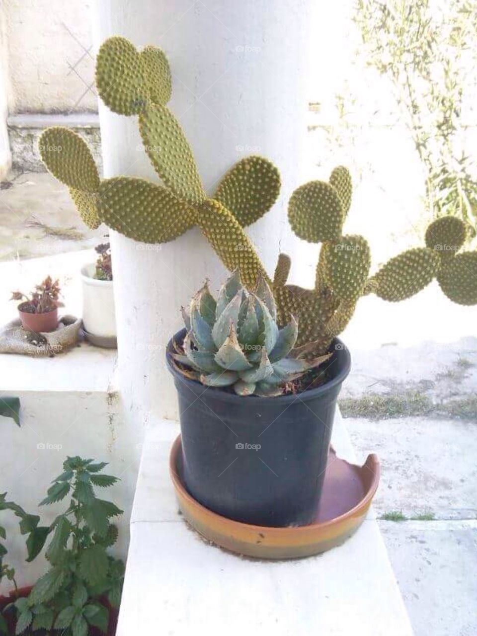Cactus 🌵 