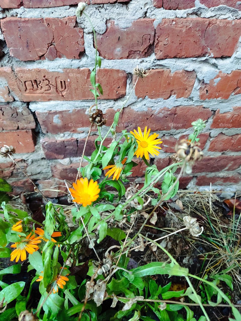 They bloom for your smile!..  
Они цветут ради твоей улыбки!..