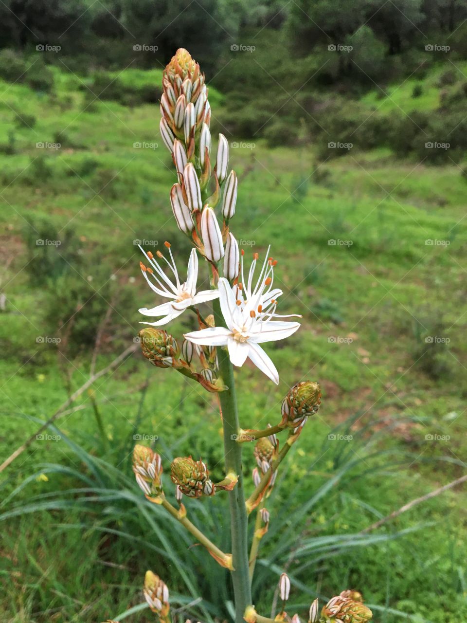 Asphodel flower beginning to bloom