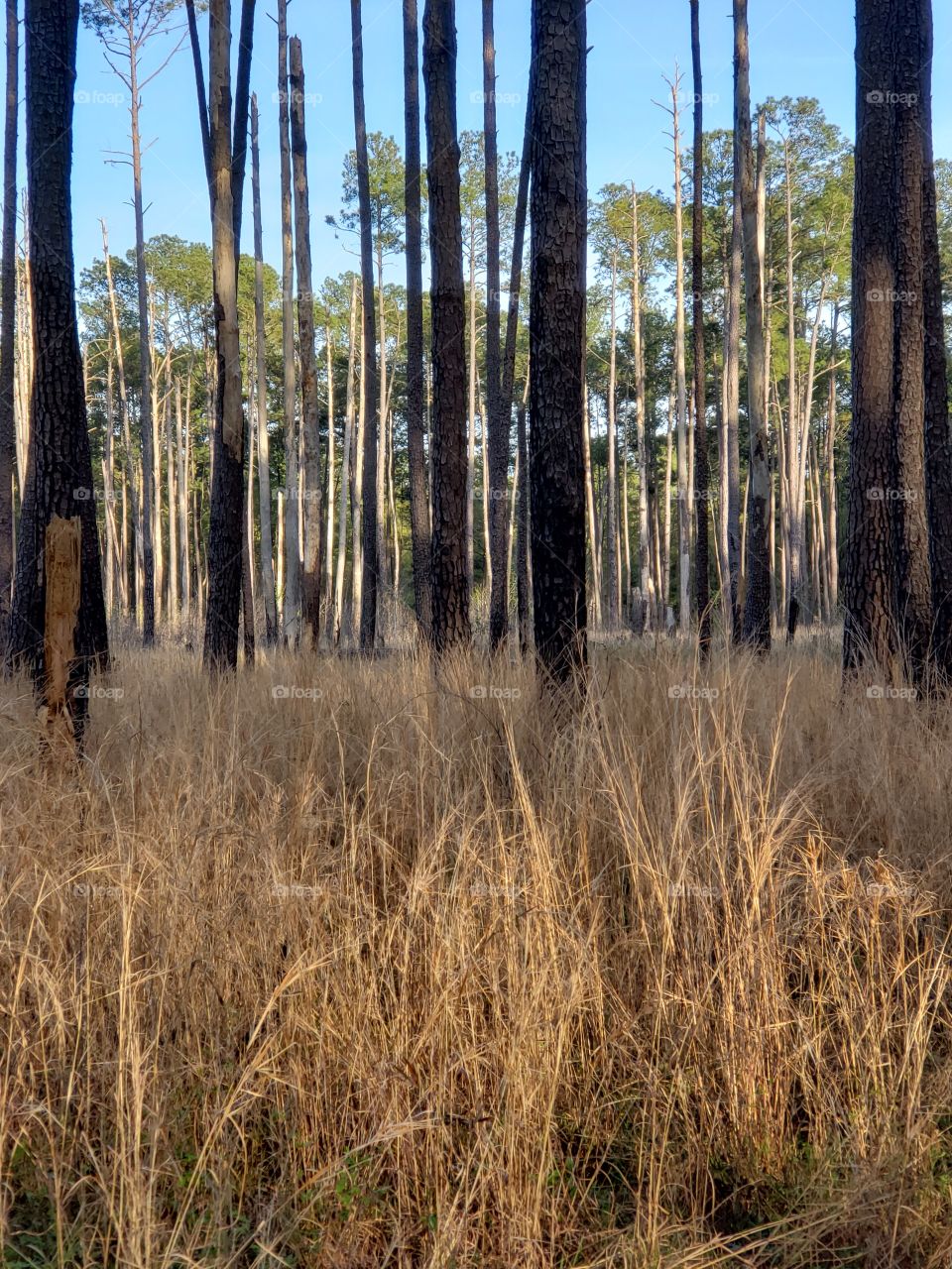 Tall grass and forest