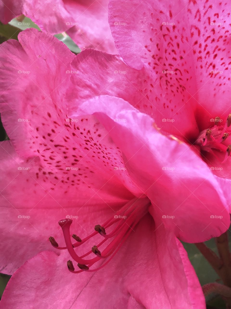 Bright pink lilies 