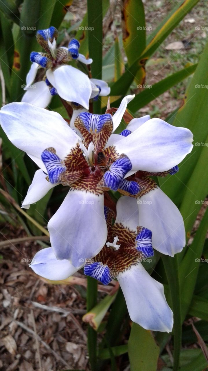 NATURE NATURAL FLOWER BLÜTEZEIT