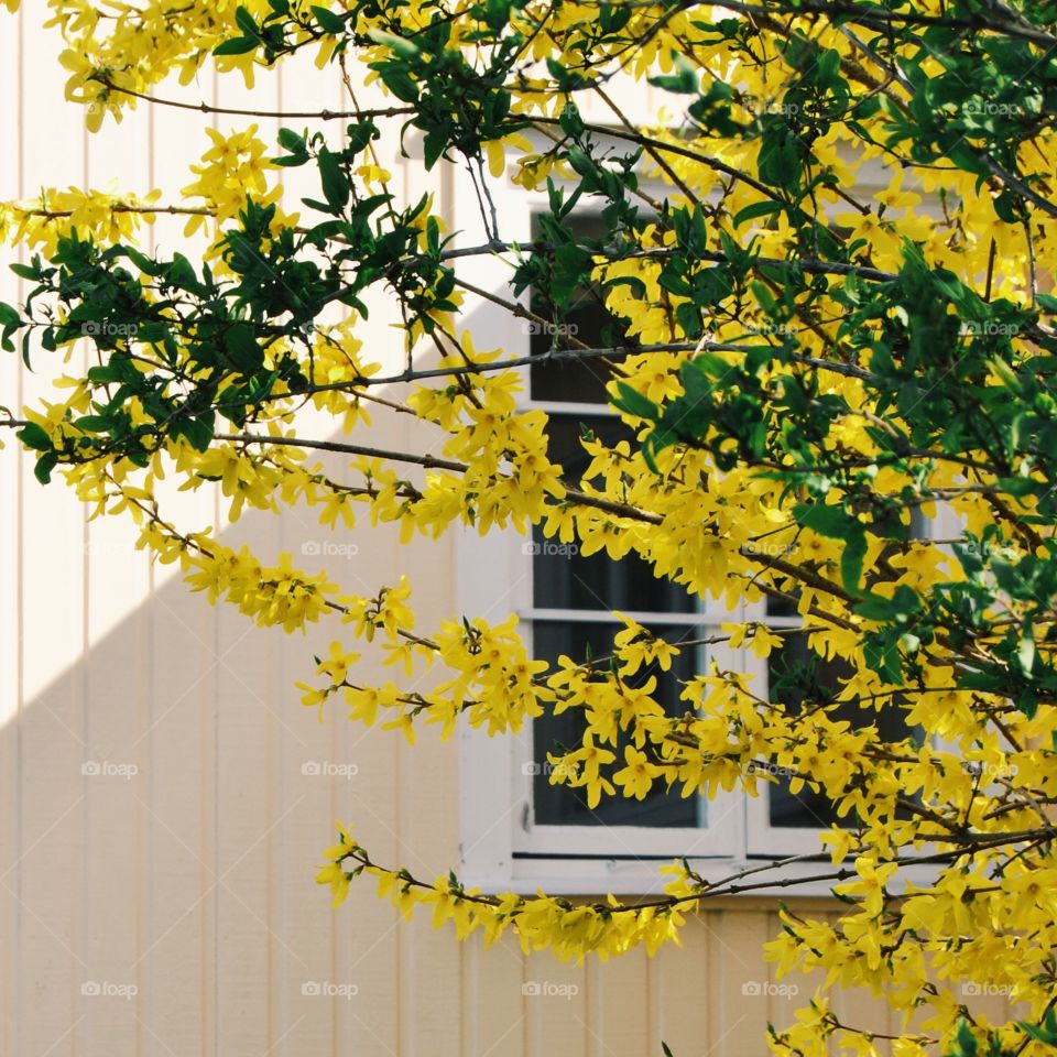 Yellow house and yellow forsythia 