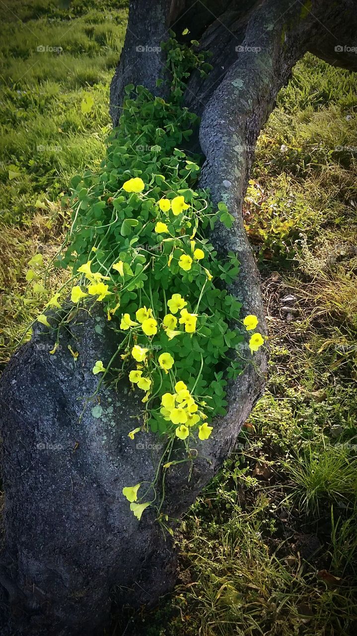 clovers flowering in a tree trunk