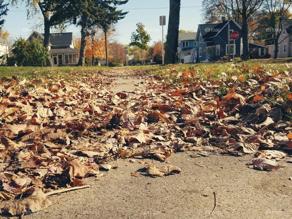 Leaves on sidewalk