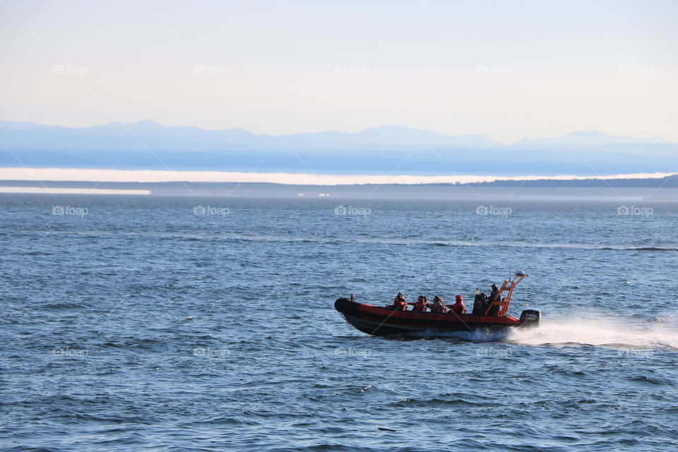 Whale watching 