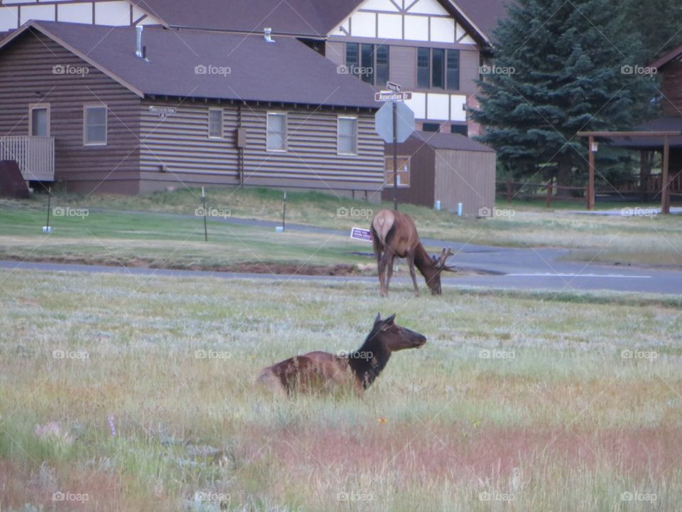 Pair of Elk