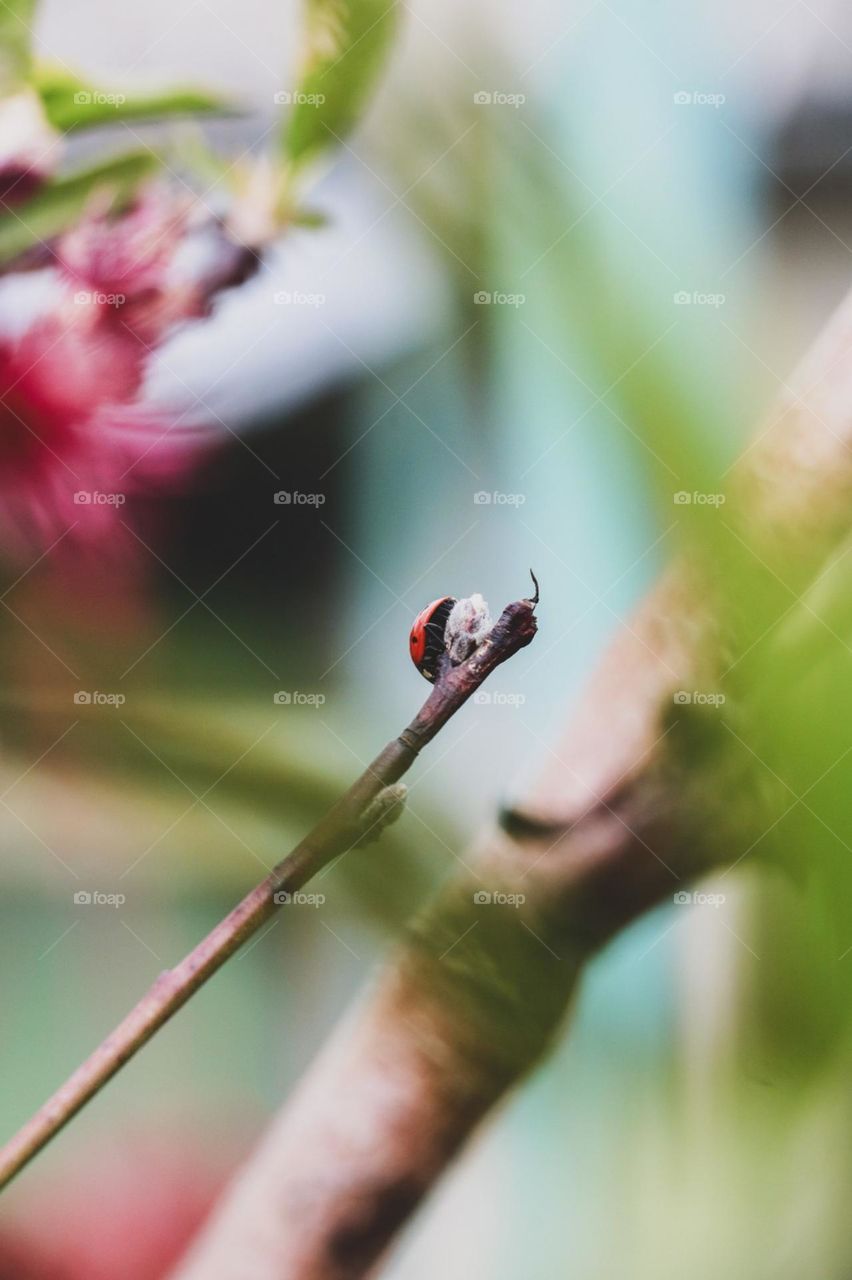 ladybug macro spring