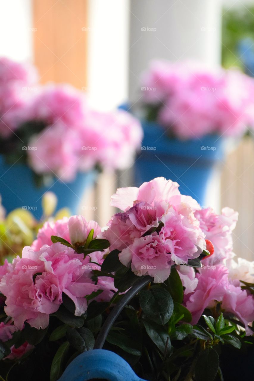 Pink flower vases background.