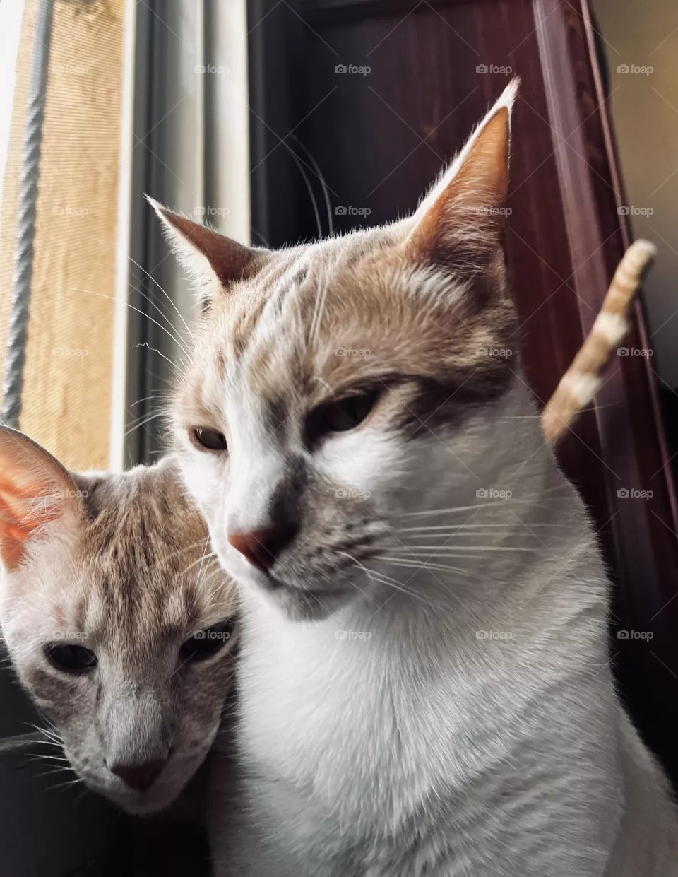 My cats