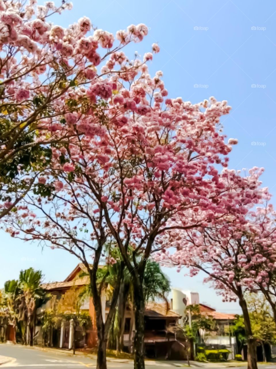 Tree native to Brazil: Ipê Rosa