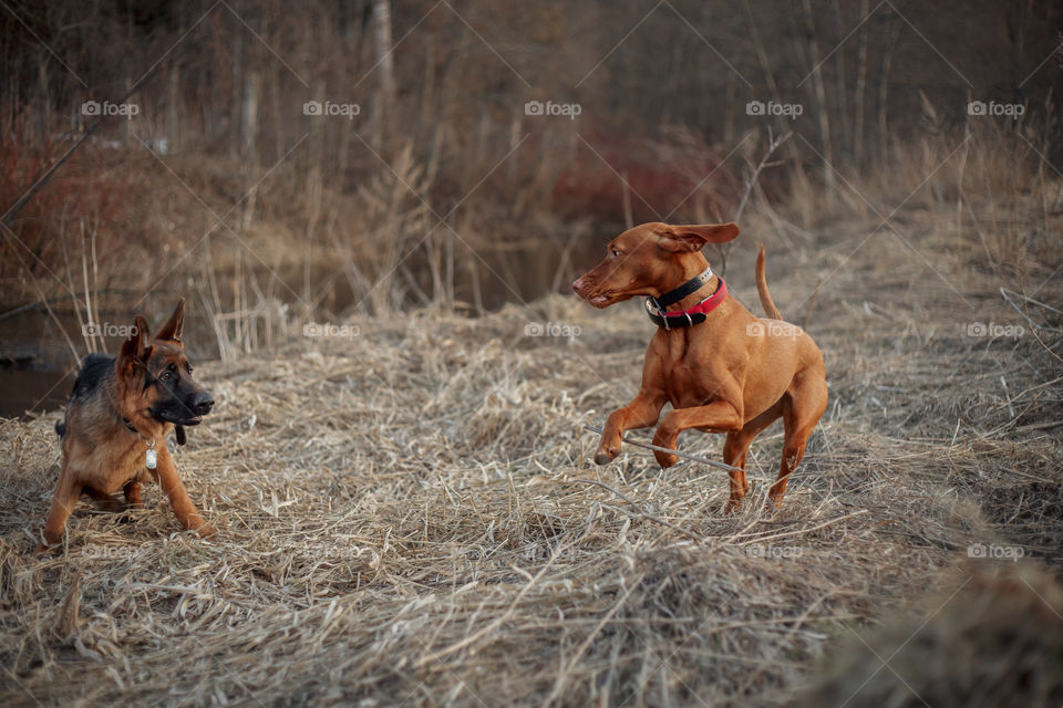 Hungarian vizsla playing outdoor at spring evening 